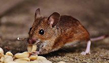 24 Hour & Emergency Exterminators in Woodburn, OR